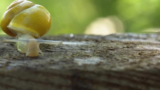 蜗牛在花园里爬过木板。 — 图库视频影像
