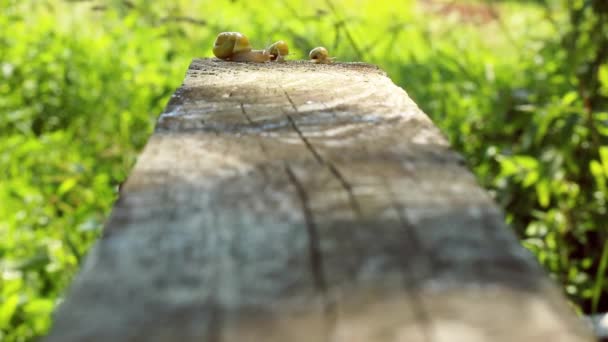 Caracol se arrastra a través del tablero en el jardín — Vídeo de stock