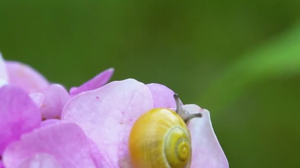 Snail Creeps În The Garden . — Videoclip de stoc