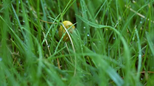 Snigel kryper i trädgården. — Stockvideo