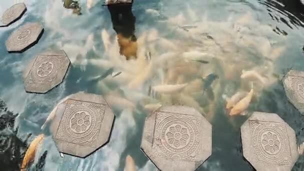 Tourist Attraction. Fountain With Beautiful Fishes. — Stock Video