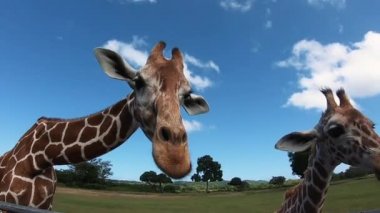 Singapur yakınlarındaki hayvanat bahçesi. Hayvanları Besleme.