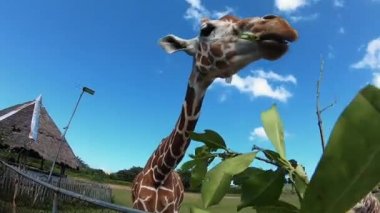 Singapur yakınlarındaki hayvanat bahçesi. Hayvanları Besleme.