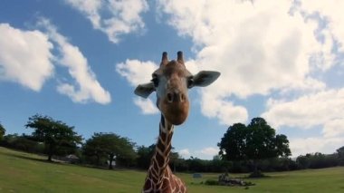 Singapur yakınlarındaki hayvanat bahçesi. Komik Hayvan.