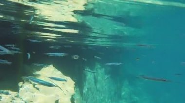 Balık Okulu. Güney Doğu Asya'nın Doğası.