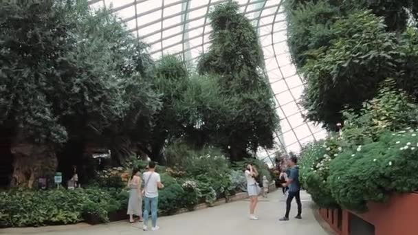 Ogród botaniczny w Singapurze. — Wideo stockowe