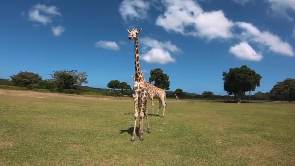 Singapore National Park. Wild Animals. — Stock Video