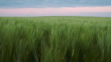 Tahıl alanının drone görünümü. Tarım, Tarım Kavramı. Close.