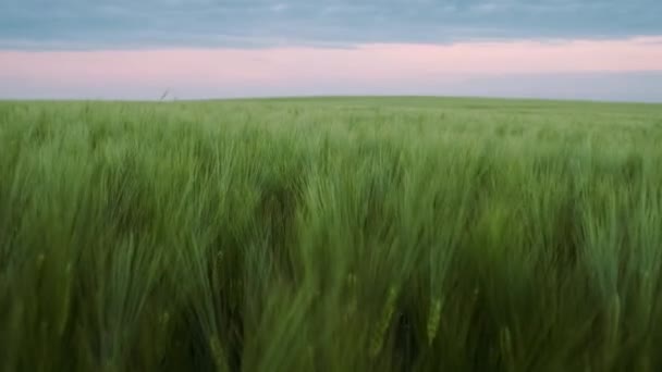 Drone View Of Grain Field. Agricultura, concepto agrícola. Primer plano . — Vídeo de stock