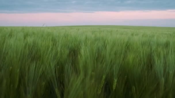 Vista do Drone do Campo de Grãos. Agricultura, Conceito Agrícola. Close-up . — Vídeo de Stock