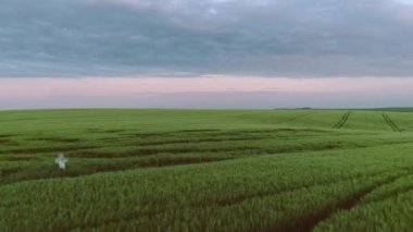 Tahıl tarlasının drone görüntüleri. Tarım, Tarım Kavramı.