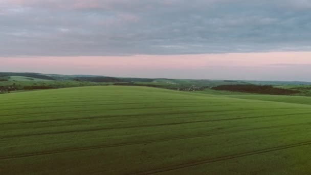 Filmación de drones del campo de grano. Agricultura, concepto agrícola. Vista aérea . — Vídeo de stock