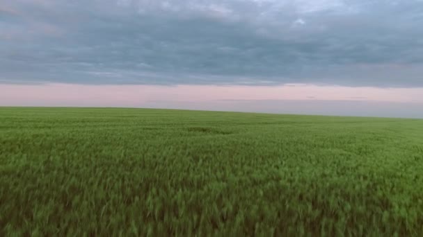 穀物畑のドローン映像。農業、農業の概念。航空写真. — ストック動画