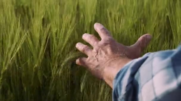 Persoon is het aanraken van een graansoort. Landbouw, landbouw concept. Close-up. — Stockvideo