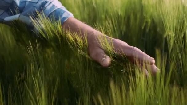 Person vidrör ett spannmålsslag. Jordbruk, jordbruks koncept. Närbild. — Stockvideo
