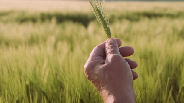 A személy tartja a kezét A gabona. Mezőgazdasági, gazdálkodási koncepció. Közeli. — Stock videók