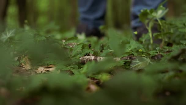 Nahaufnahme der Beine eines professionellen Holzfällers, der in einem wilden Laubwald spaziert. — Stockvideo