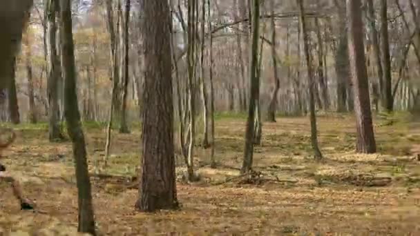Sportowiec jogging w lesie. — Wideo stockowe