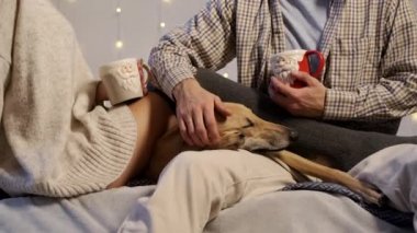Yeni yıl. Çiftler ve Köpekleri.