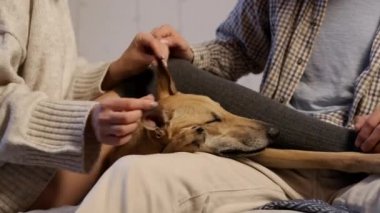 Yeni yıl. Çiftler ve Köpekleri.