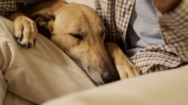 Primer plano de cabeza de perro. Perro puso su cabeza en su regazo El maestro — Vídeos de Stock