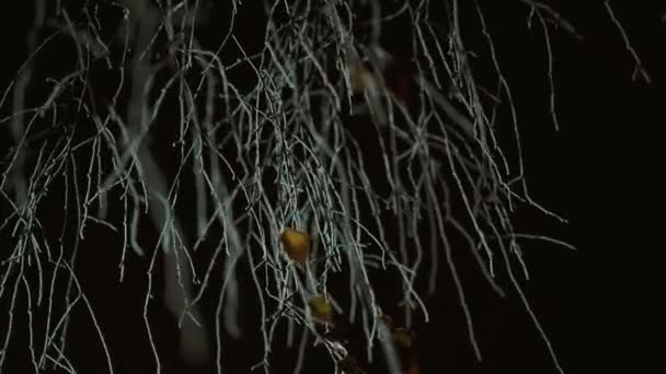 Boom takken in de winter wthout bladeren in de nacht donker. — Stockvideo