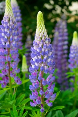 Lupine çiçeği farklı çiçeklerin arka planında. Yazın mor çiçekler.