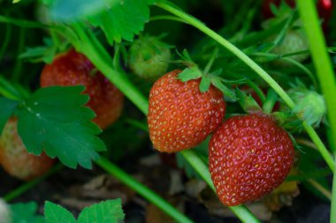 Bir dala asılı iki çilek. Bahçede yaz hasadı.