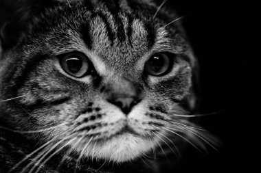 siyah arka plan üzerine izole kedi kafa