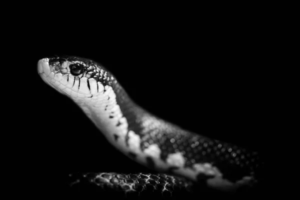 Serpente Isolato Sfondo Nero — Foto Stock