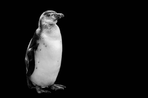 Tučňák Samostatný Černém Pozadí — Stock fotografie