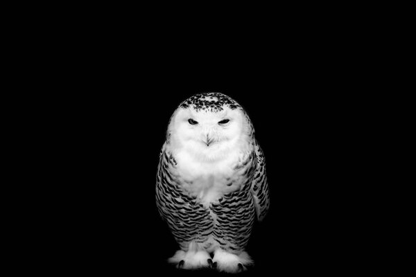 Owl isolated on black background