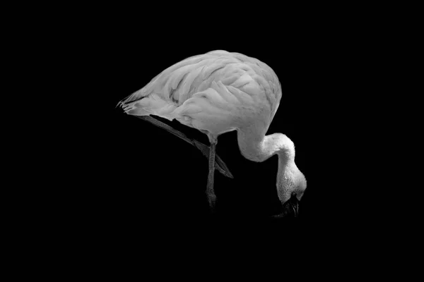 Flamingo Aislado Sobre Fondo Negro — Foto de Stock