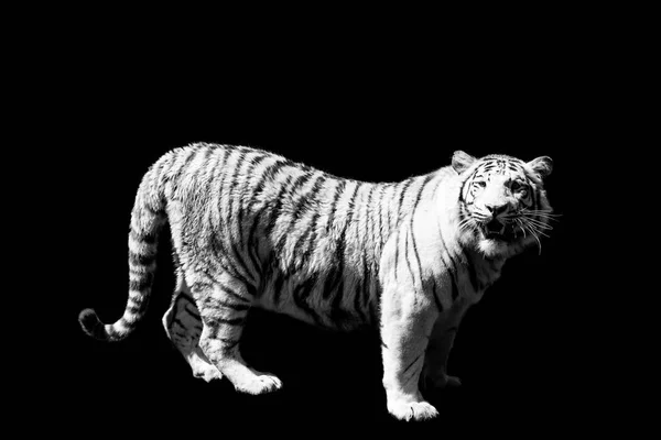 Tygr Izolovaných Černém Pozadí — Stock fotografie