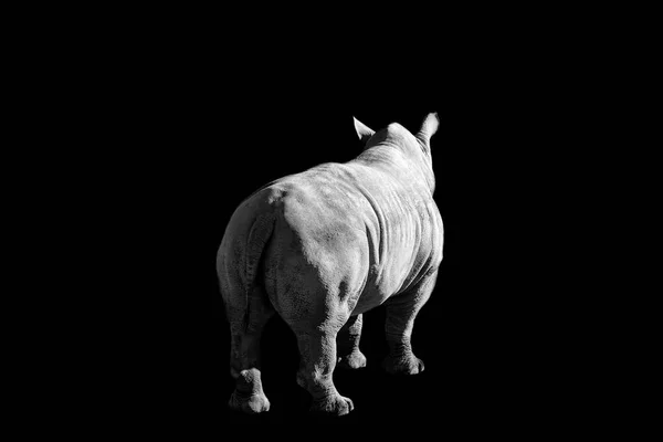 Rhinoceros Isolated Black Background — Stock Photo, Image