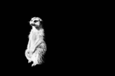 siyah arka plan üzerine izole suricate
