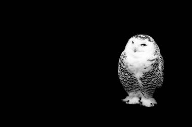 siyah arka plan üzerine izole baykuş