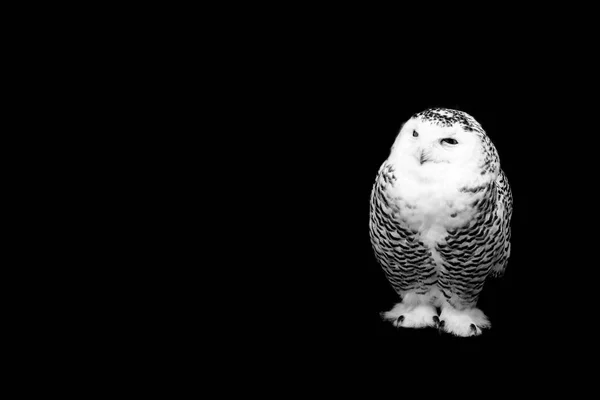 Owl Isolated Black Background — Stock Photo, Image
