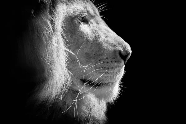 Král Lví Hlavu Izolované Černém Pozadí — Stock fotografie