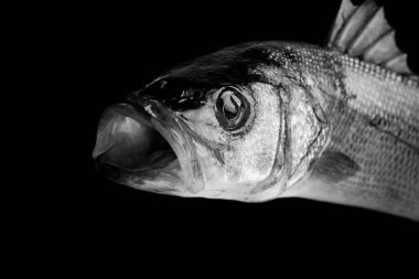 siyah arka plan üzerine izole levrek