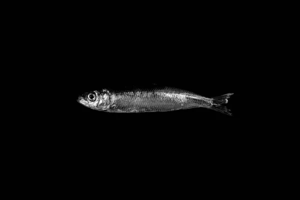 Sardinha Isolada Sobre Fundo Preto — Fotografia de Stock