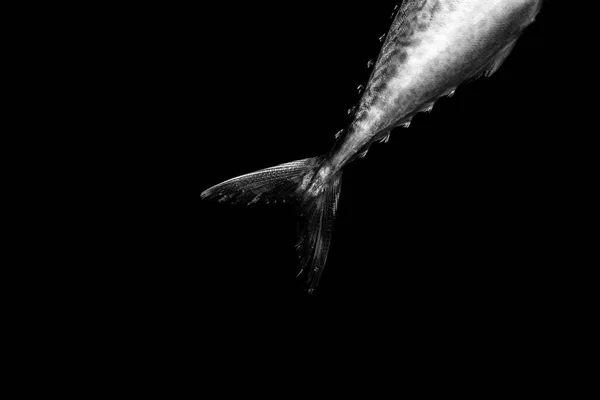 Makrely Ocas Izolované Černém Pozadí — Stock fotografie
