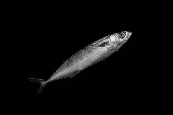 Mackerel Fish Isolated Black Background — Stock Photo, Image