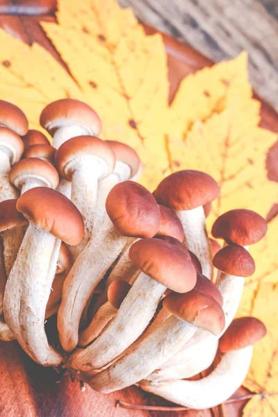 Autumn Mushrooms Agrocybe Aegerita Fall Season — Stock Photo, Image