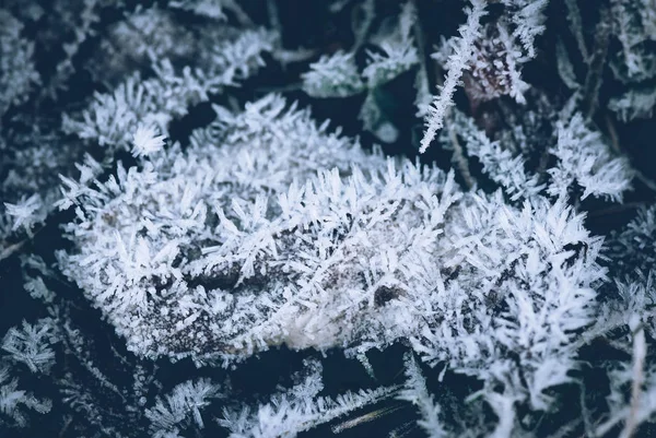 frozen leaves in winter time - winter mood