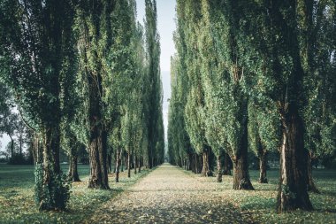 ağaçlıklı caddede sonbahar - romantizm kavramı