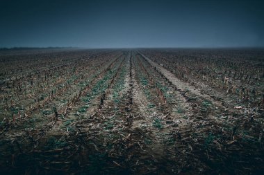Mısır tarlasında hasat - moody tarzı görüntü sonra