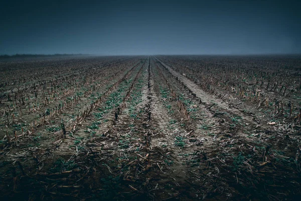 Mısır tarlasında hasat - moody tarzı görüntü sonra