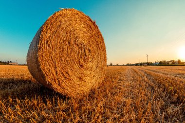 saman balya alanında - kırsal ve tarım kavramı