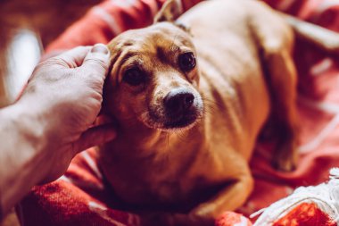 küçük melez köpek evde beslenen hayvan - hayvanlar konsepti ile duyusal bağlantı - trendy tarzı görüntü